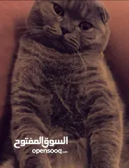  3 للبيع قط ذكر معقم سمونش فولد