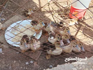  1 صيصان بط للبيع