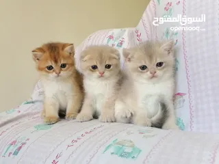  4 سكوتش فولد وسكوتش ستريت جولدن للبيع