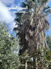  3 شجر للبيع  زينه نخيل وزيتون و خروب