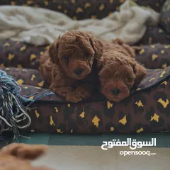  4 جراء بودل مستويات عالية جدا جدا جدا اهالي استيراد خارجي مستويات خرافية تسليم في أي عياده بيطرية