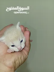  11 قطه كتنز كتن   و بطه عدد 3 بطات   و سلاحف بريه و قطة سيامي كبيره منتجه  تربيه منزليه لقطه كوم هامستر