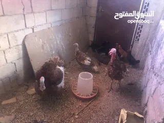 3 حبش احمر تركي نخب اول جواز