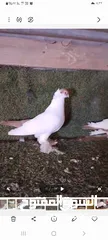  3 متاح جوزين شغالات