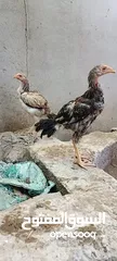 19 مجموعة طيور دجاج باكستاني ميوالي العدد 4  ودجاج دياكه الكوشن  العدد 2 وديك باكستاني ودجاجه باكستانيه