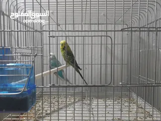  16 ببغاء كنيور نوع بيرلي و مزيد من الطيور و مستلزماتها