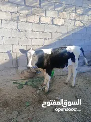  4 ابقار لبيع