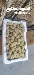  3 يوجد توت ابيض اسود