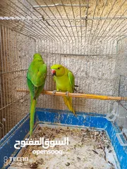  2 جوز دره اطيره كبيره وجهزه والفحل بديت طوق و5 طوير كنارات بصلات ع النبي الله يبارك لصاحب النصيب التسل