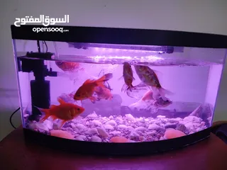  2 حوض سمك للبيع