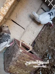  3 حمام جواز شغالات