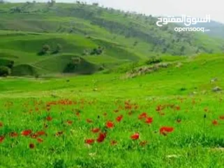  5 أرض زراعية من أجمل أراضي إربد الخصبة وتصلح للبناء للبيع بنصف القيمة