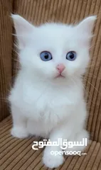  1 قططط للبيع