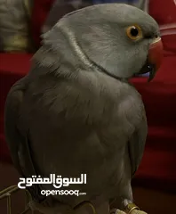  1 ببغاء درة أليف طفره اقرأ الوصف لتفاصيل أخرى