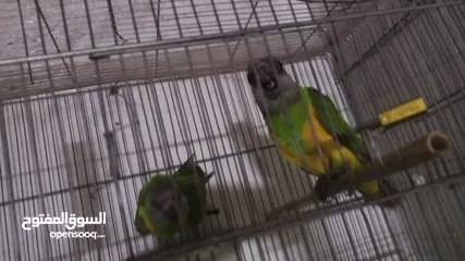  2 جوز ببغاء للبيع بداعي السفر