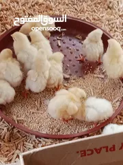  2 صوص لاحم ... سعر 35 قرش