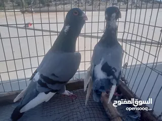  2 اجواز حمام للبيع  منفاخ  ابلق مكابي