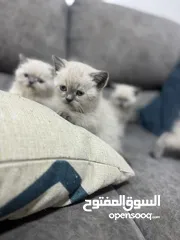  1 2 كيتن هملايا