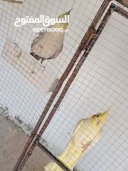  5 عصافير كوكتيل