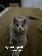  4 قطة مكس بريتش مع شيرازي