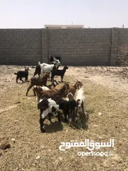  3 جديان للبيع