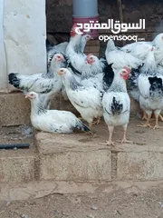  7 دجاج سايكس إنجليزي