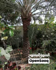  22 لتنظيف النخيل والواشنتونيا والاهتمام بالحدائق والثمار بكافه انواعها