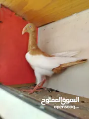  1 15 طير مخلف 4 يهودي رقبه شبر 4 مزههورات 4 نوري  1مخلف سلفر يهوديات نخب رقبه شبر 12 جوز يهودي
