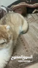  9 متاح ذكر سكوتش فولد ny12 حجم ضخم  كوت بجنن بيور العمر سنه و3شهور