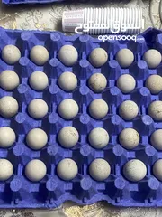  4 بيض حجل بلدي للبيع