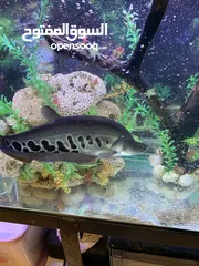  2 Aquarium and Knife fish for sale