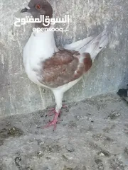  2 فرخ سيكي مكروش بواقي الثلاث