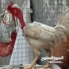  3 دجاج عرب وبشوش مصري