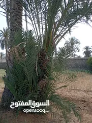  2 نخل طابوني للبيع