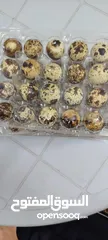  2 بيض فري سمان