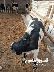  10 السلام عليكم يتوفر لدينا عجوله للبيع احجام صغيرة وكبيره نوعيه عاديه وفريزيه