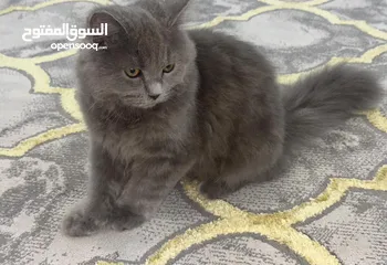  1 cat for sale in alain