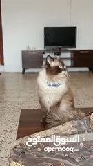  3 قطين هيملايا للبيع بسعب ممميز