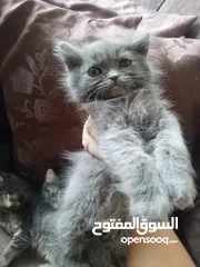  1 2 ذكر 2 اناث