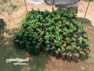  6 دوالي بلدي +اسود دراويشي +ماتور ماء 3/4ثلاثه ترباع ايطالي/ بدرلو/للبيع