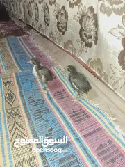  1 صيصان باكستاني اصلي