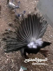 3 طاووس ذكرر