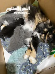  1 قطه ام مع اربعه اطفالها