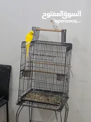  3 Parrots with cage for sale