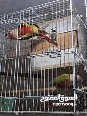  7 Red factor Pineapple conure