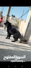  2 ذكر جيرمن رويال بلاك شولاين