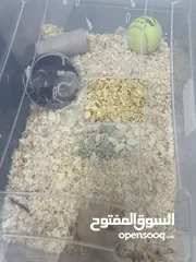  2 هامستر سوري اشقر العمر اقل من شهر اليف جدا معاه مكان واسع مخصص بالكامل فيو جميع احتياجاته