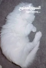 8 قـطـط هــمـالايـــا شـــوكـلـيــت مــكـــس شــــيـــــرازي لـــلـــبــــيـــع عـــمـــر 76 يـــــوم