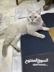  3 قط للبيع نضيف