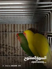  2 روز شغلات اربع جواز للبيع
